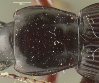 Media type: image;   Entomology 33052 Aspect: pronotum dorsal